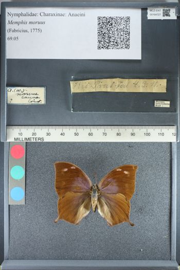 Media type: image;   Entomology 164727